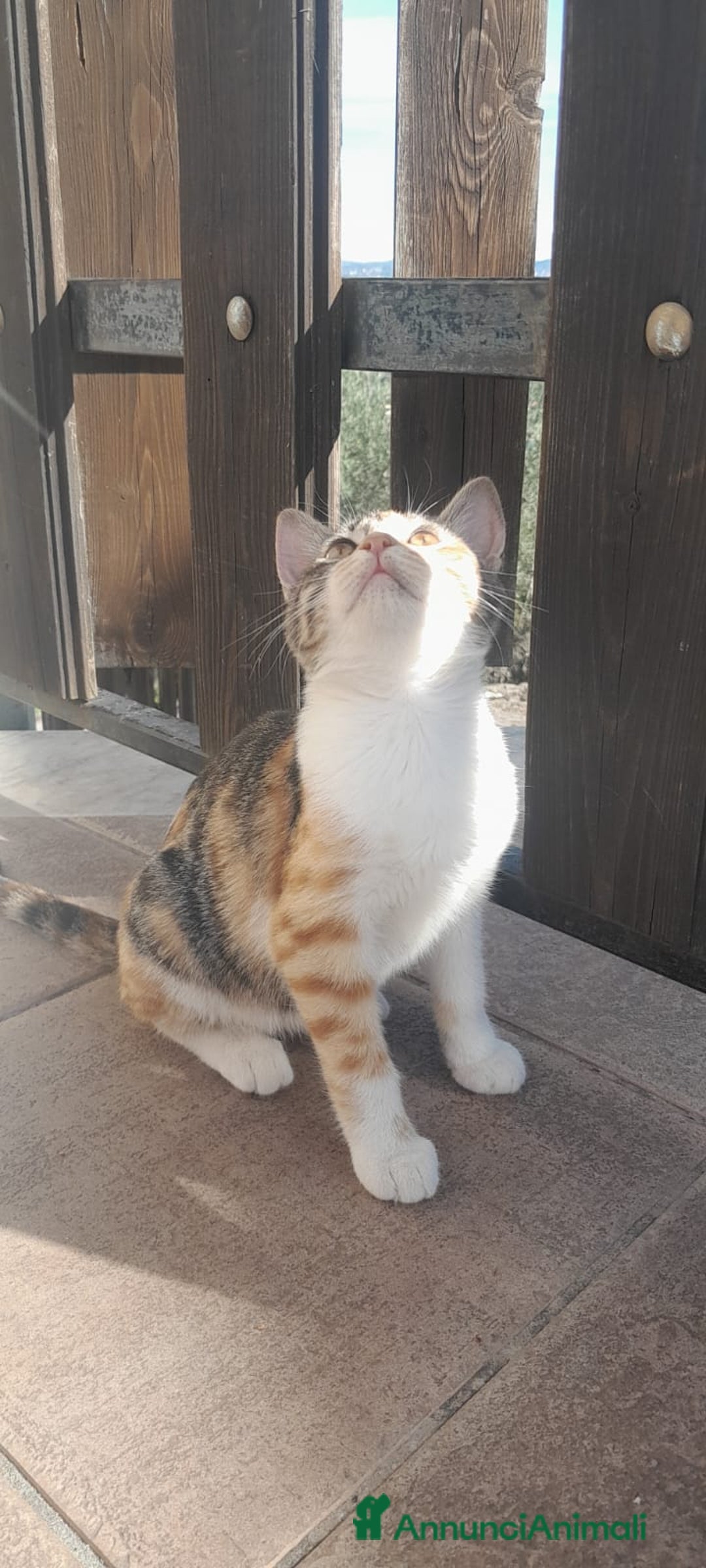 Meticcio gatti in regalo: BENEVENTO GATTINE CERCANO CASA - Annuncio 6