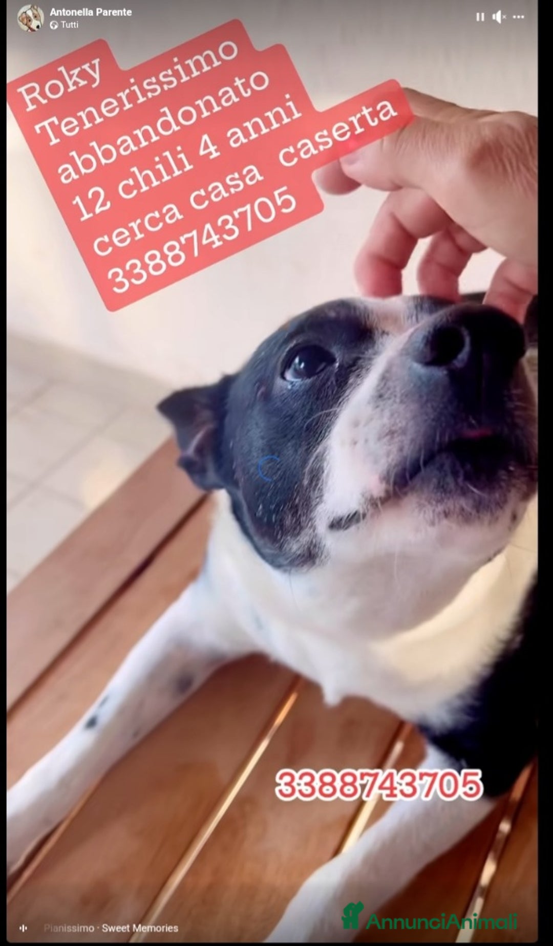 Meticcio cani in regalo: Rocky 4anni kg12 mollato mesi fa.CASERTA HELP a Città metropolitana di Milano - Immagine 6
