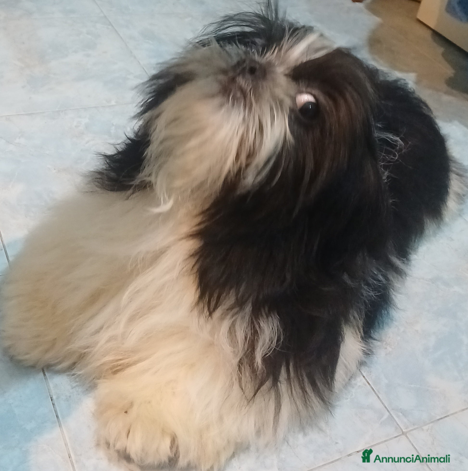 Shih Tzu cani Cucciolo shihtzu con pedegree  - Annuncio 2