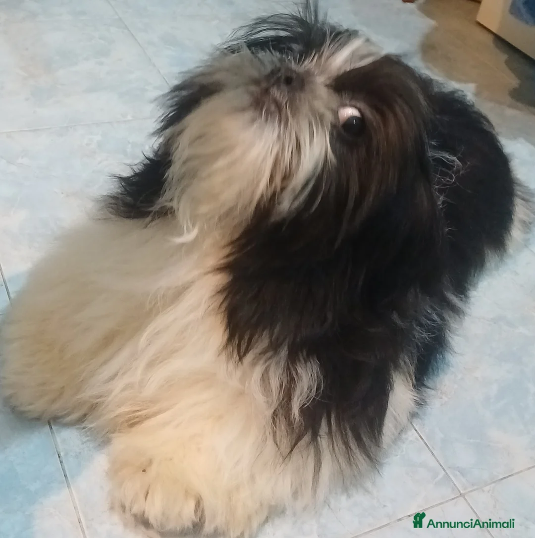 Shih Tzu cani in vendita: Cucciolo shihtzu con pedegree  - Annuncio 2