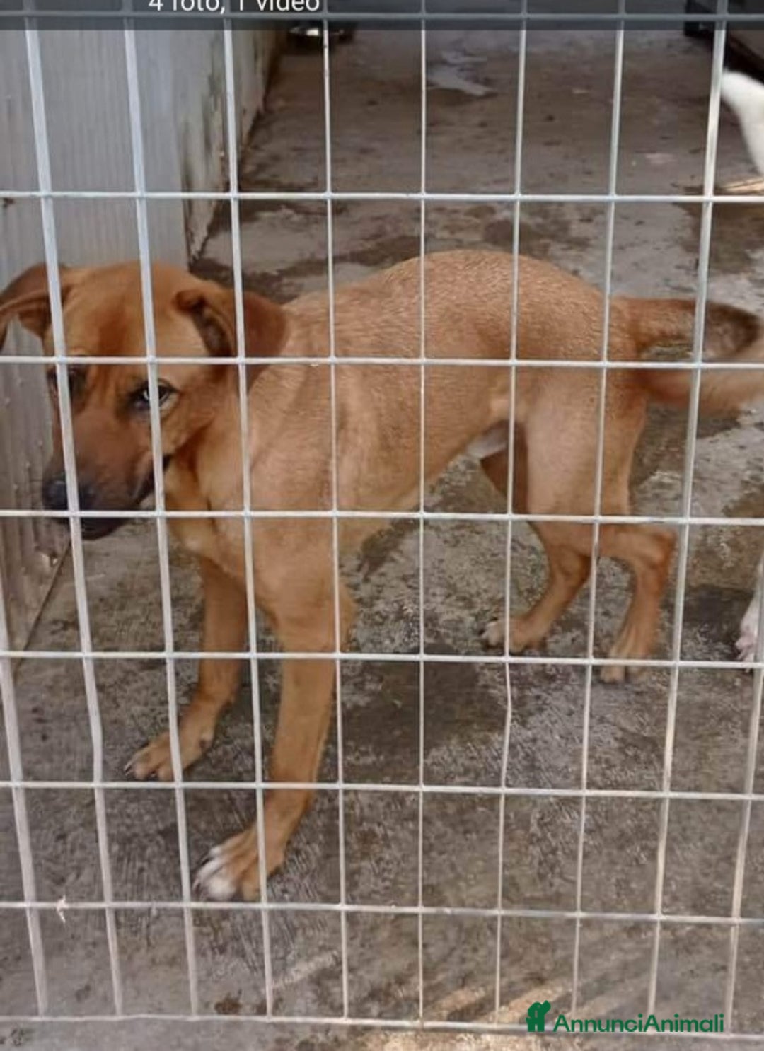 Meticcio cani in regalo: 3anni pelo corto miele invisibile in canile.NAPOLI a Città Metropolitana di Milano - Annuncio 4