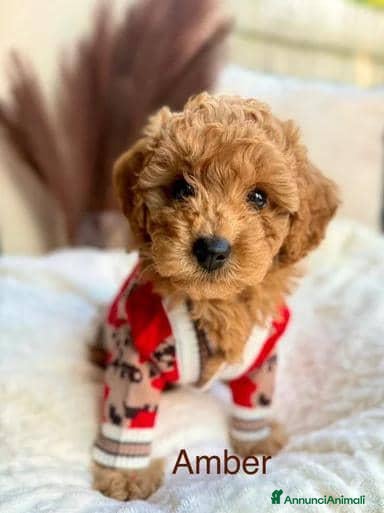 Barboncino Toy cani in vendita: Barboncino Toy tenerissima - Annuncio 12
