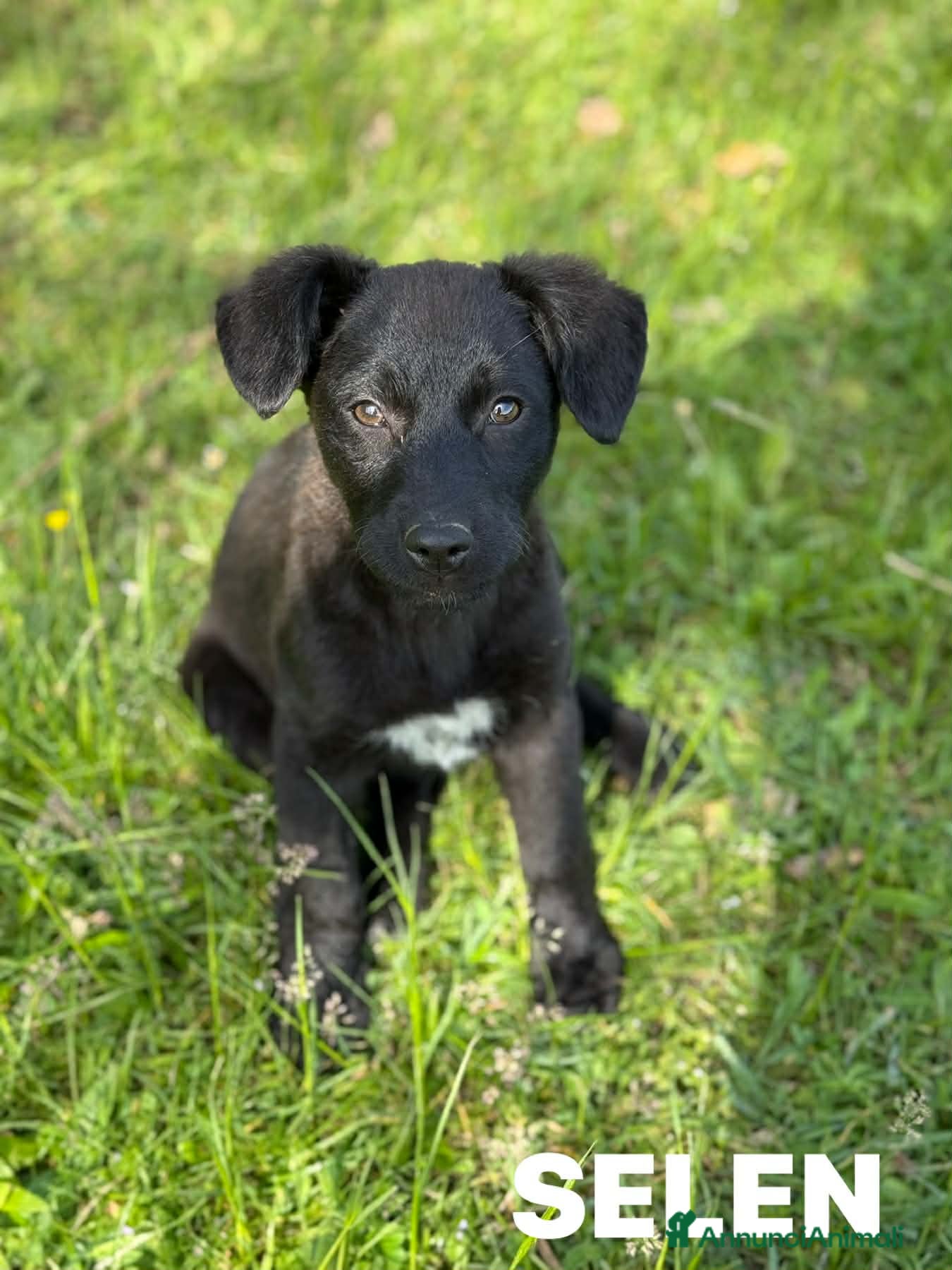 Meticcio cani in regalo: 3 dolci CUCCIOLI total black! Bellissimi - Annuncio 6