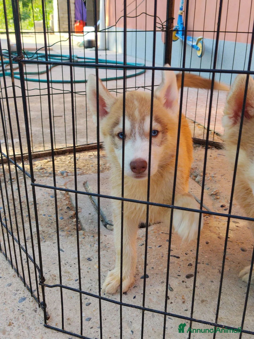 Husky cani in vendita: Cucciole Siberian Husky - Annuncio 5