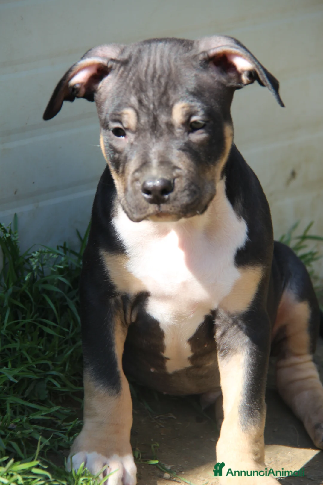 Pitbull cani in vendita: American Pitbull Terrier - Annuncio 2