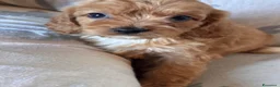 Cavapoo cani in vendita: Cuccioli di cane Cavapoo - Annuncio 2