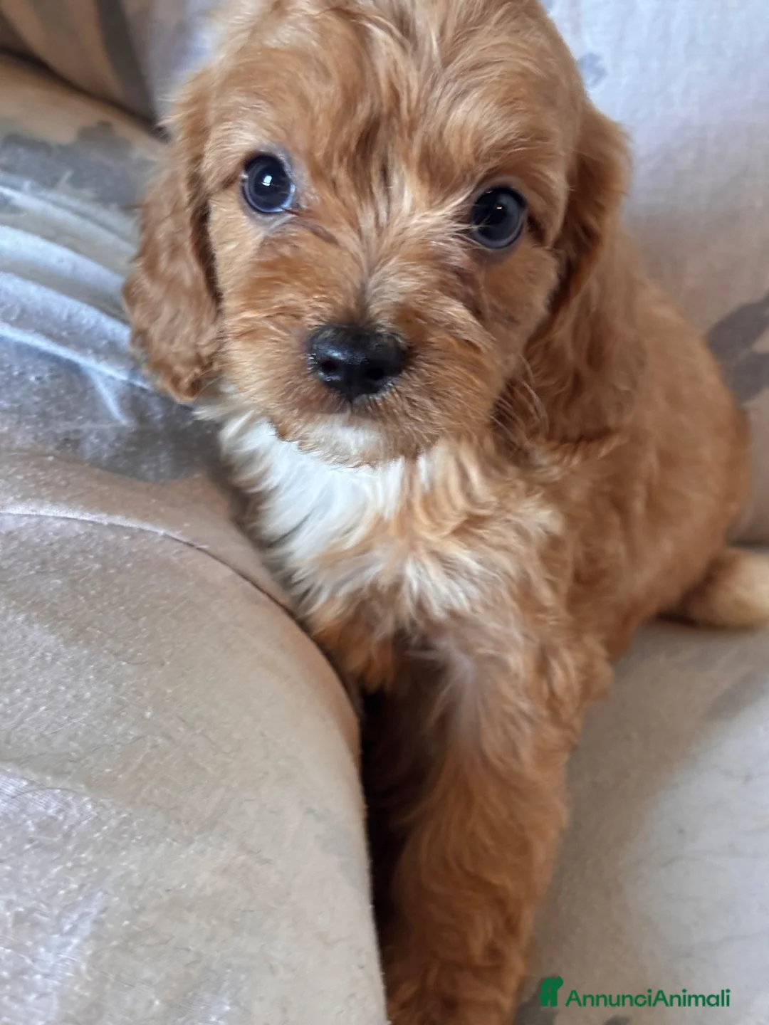 Cavapoo cani in vendita: Cuccioli di cane Cavapoo - Annuncio 2