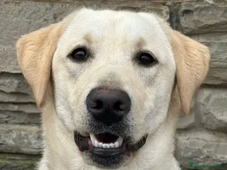 Labrador cani Cucciola Labrador 10 mesi - Annuncio 2