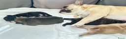 Bulldog Francese cani in vendita: Cuccioli bulldog francese  - Annuncio 5