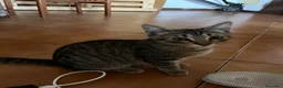 Meticcio gatti in regalo: REGALO gattinA di 3 mesi circa😺 - Annuncio 2