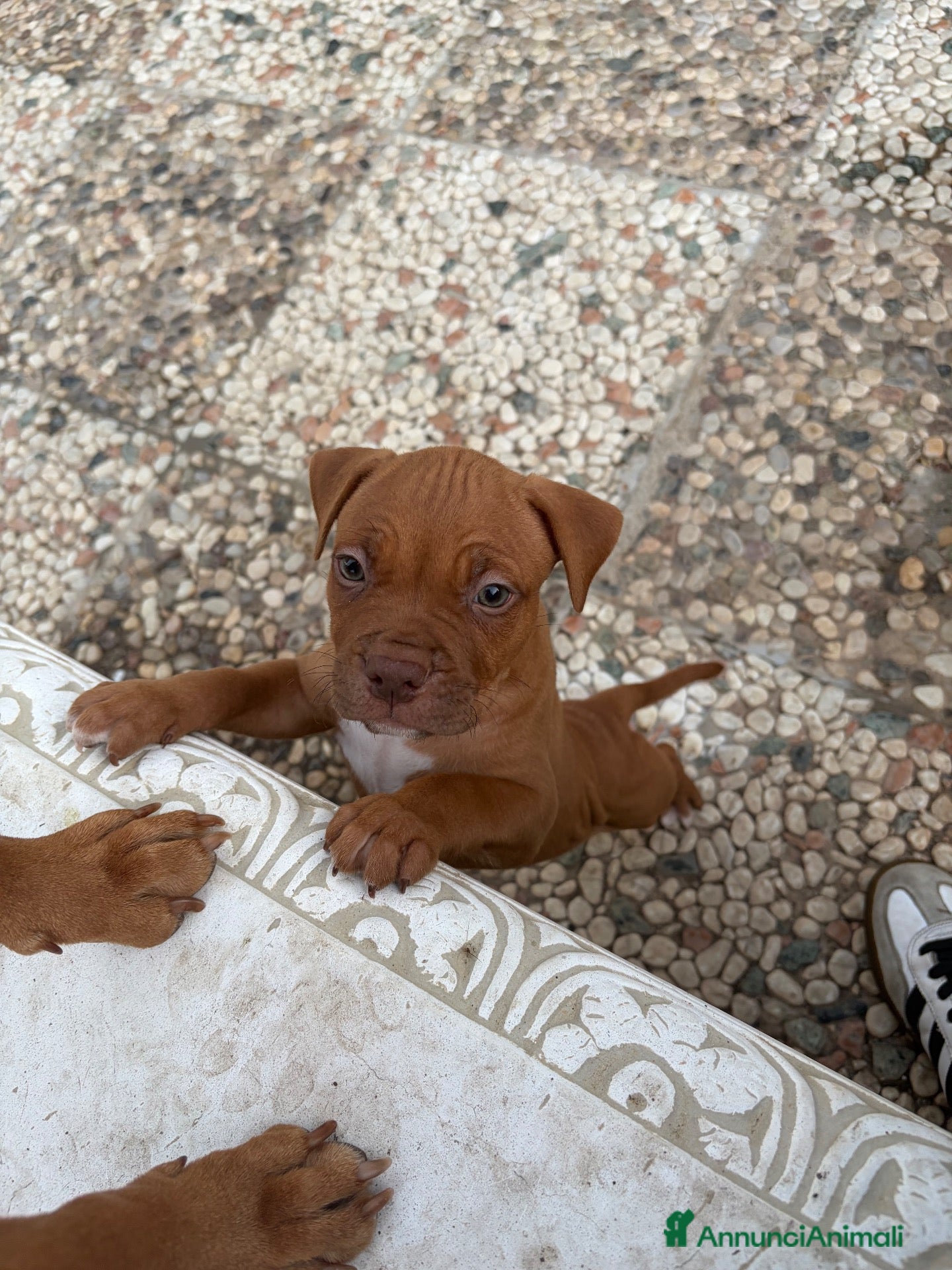 Pitbull cani Cucciolo American Pitbull Terrier con pedigree UKC - Annuncio 28