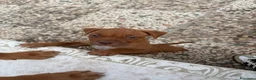 Pitbull cani in vendita: Cucciolo American Pitbull Terrier con pedigree UKC - Annuncio 1