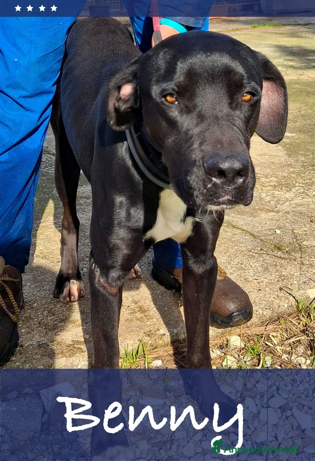 Meticcio cani in regalo: BENNY 💙-un inizio doloroso,ora sta bene cerca 🏠  a Provincia di Piacenza - Annuncio 1