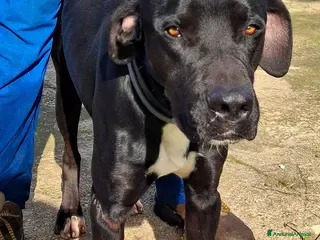 Meticcio cani BENNY 💙-un inizio doloroso,ora sta bene cerca 🏠 - Annuncio 1