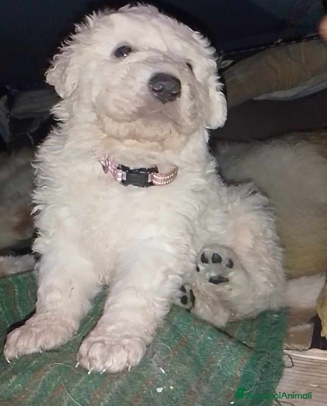 Pastore Maremmano cani in regalo: Cuccioli Pastore Abruzzese Ricci Speronati  - Annuncio 2