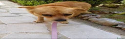 Meticcio cani in regalo: Luigi dolcissimo cagnolino taglia piccola  - Annuncio 1