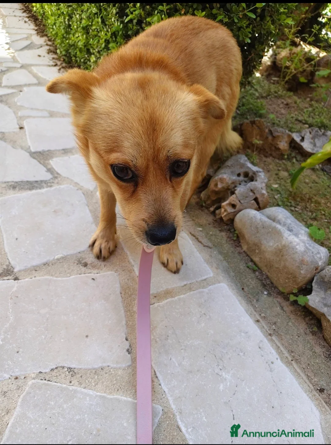 Meticcio cani in regalo: Luigi dolcissimo cagnolino taglia piccola  - Annuncio 1
