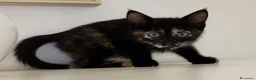 Meticcio gatti in regalo: GATTINA TRICOLORE  a Provincia di Crotone - Annuncio 3