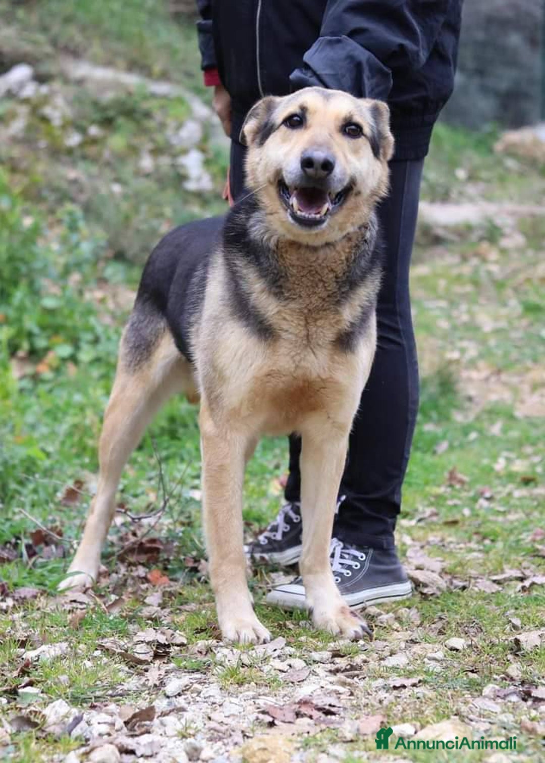 Meticcio cani in regalo: REX affettuoso simpatico nonnino 23 kg - Annuncio 4