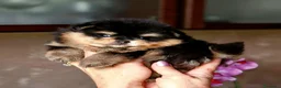 Spitz cani in vendita: Spitz di Pomerania NANO  - Annuncio 4
