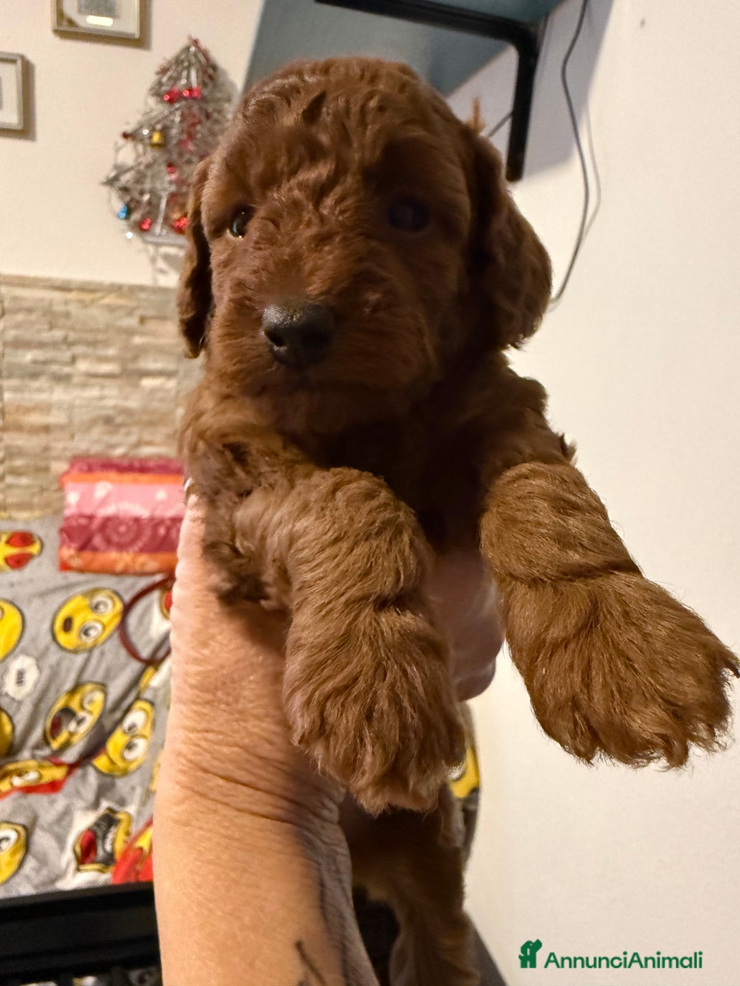 Barboncino cani in vendita: Barboncino  - Annuncio 7