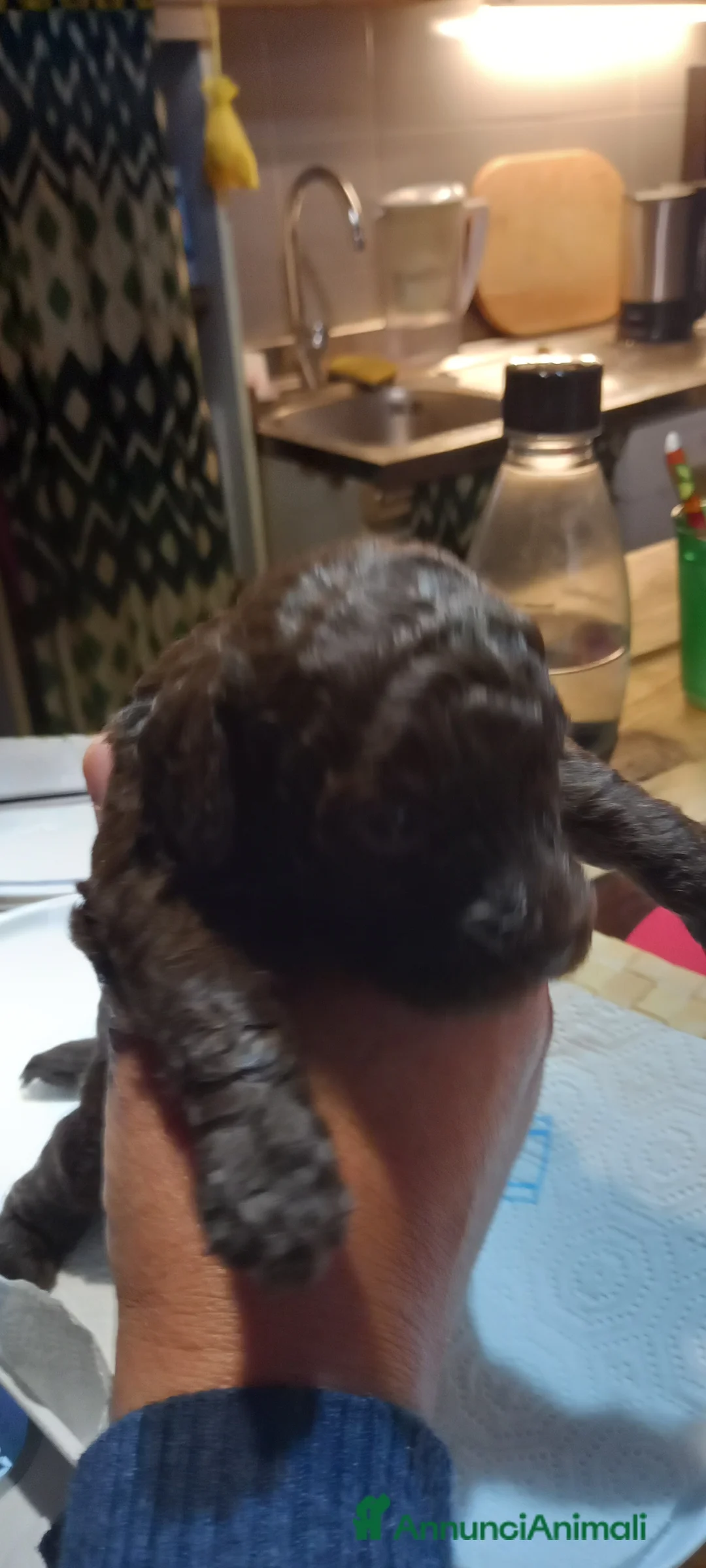 Barboncino cani in vendita: Barboncini nani - Annuncio 5