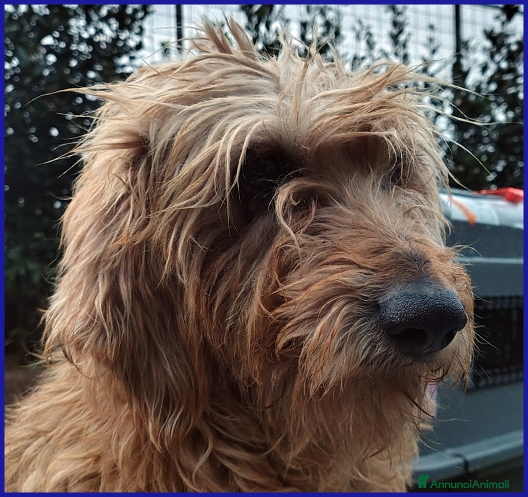 Spinone cani in regalo: GIOVANNI, SPINONCINO 4 ANNI, UN PASSATO DI MALTRAT a Città metropolitana di Milano - Annuncio 4