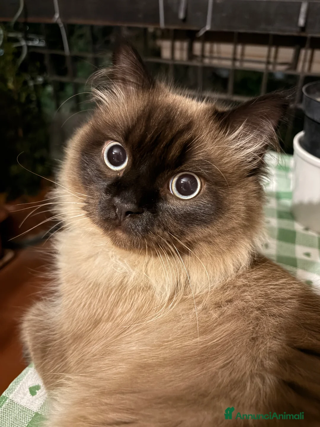 Siamese gatti per accoppiamento: Cerco fidanzata a Città metropolitana di Roma Capitale - Annuncio 1