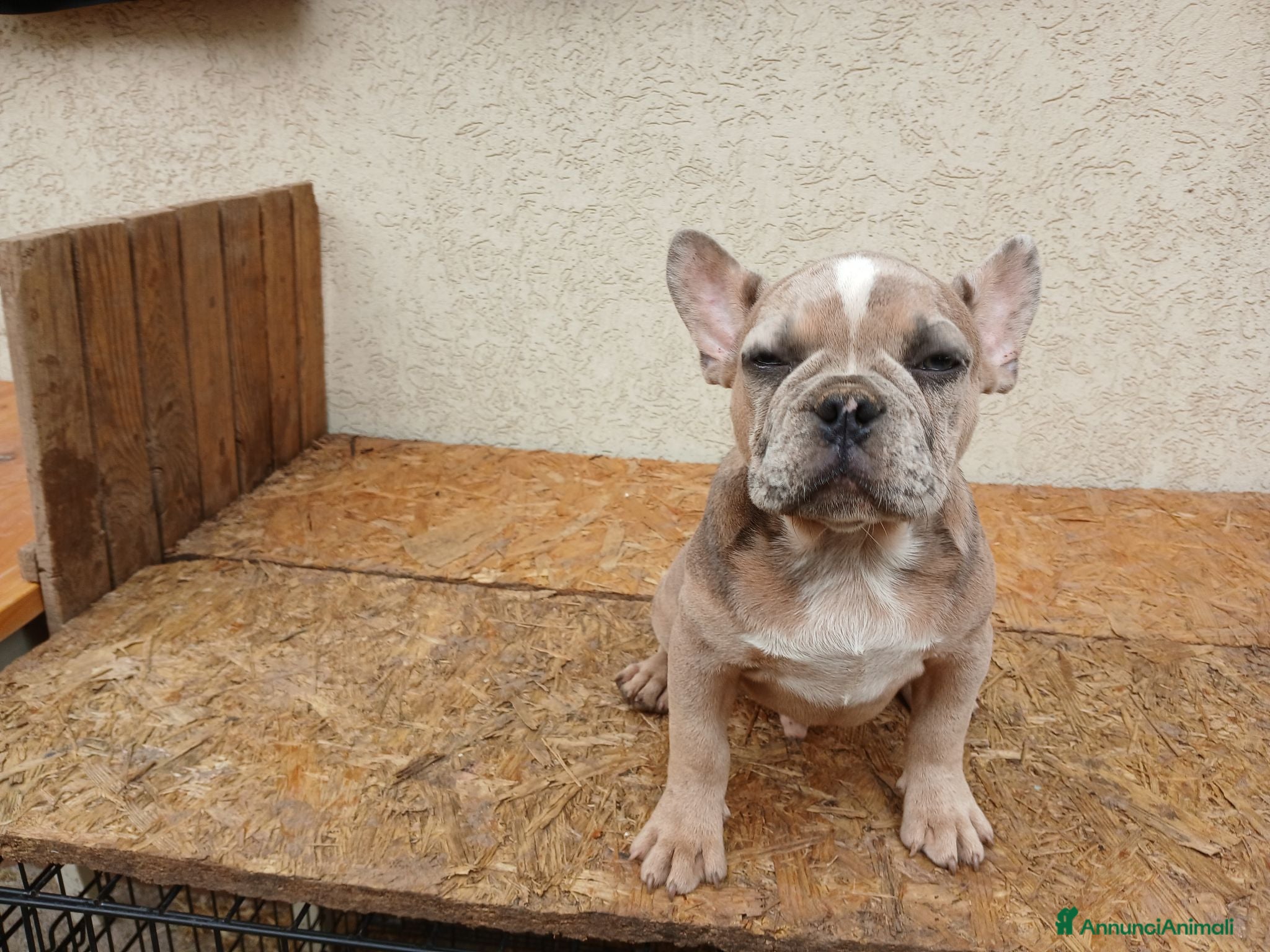 Bulldog Francese cani Bulldog francese cuccioli - Annuncio 1