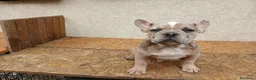 Bulldog Francese cani in vendita: Bulldog francese cuccioli - Annuncio 1