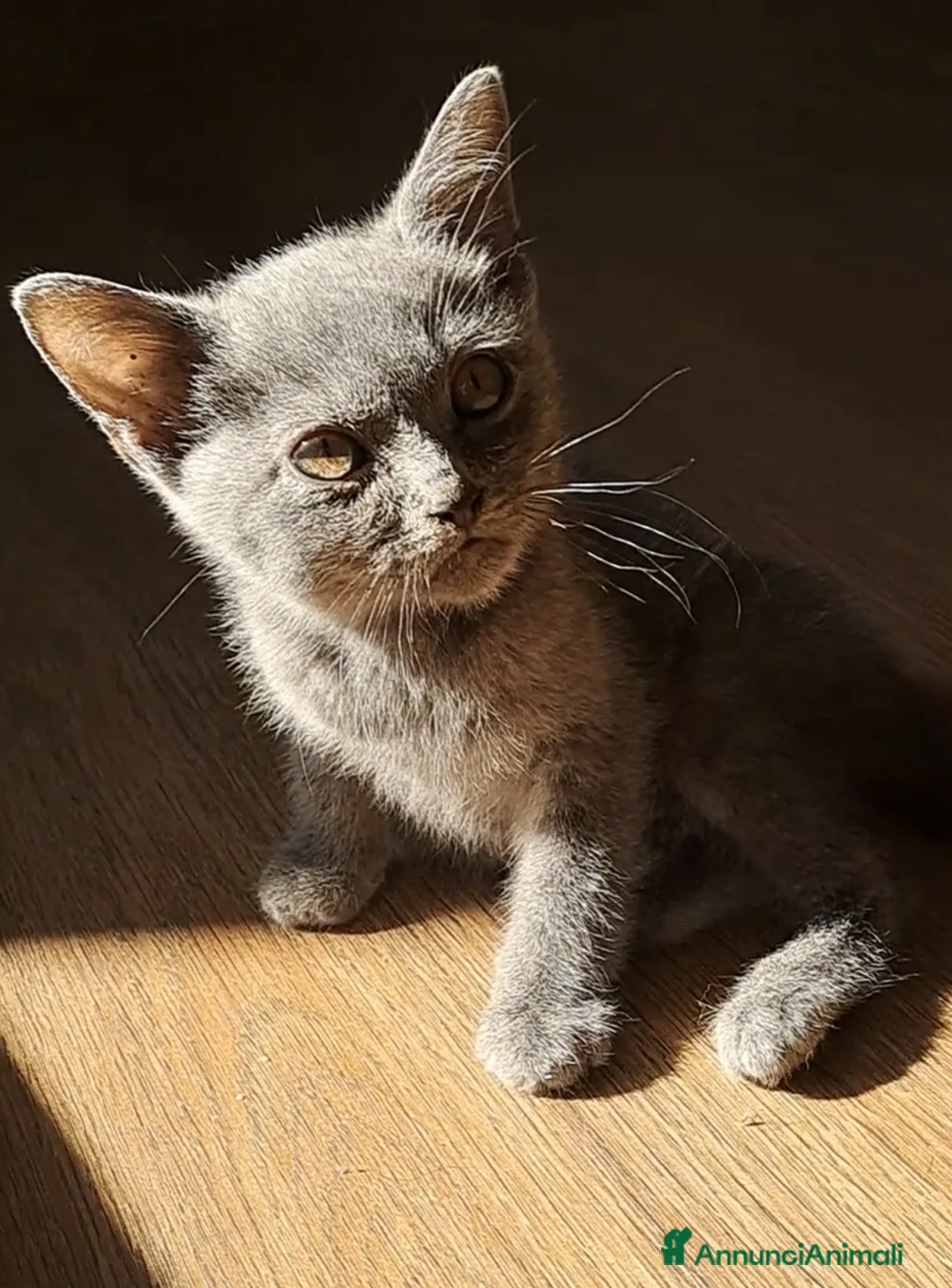 Certosino gatti in vendita: GATTINO CERTOSINO MASCHIO - Annuncio 2