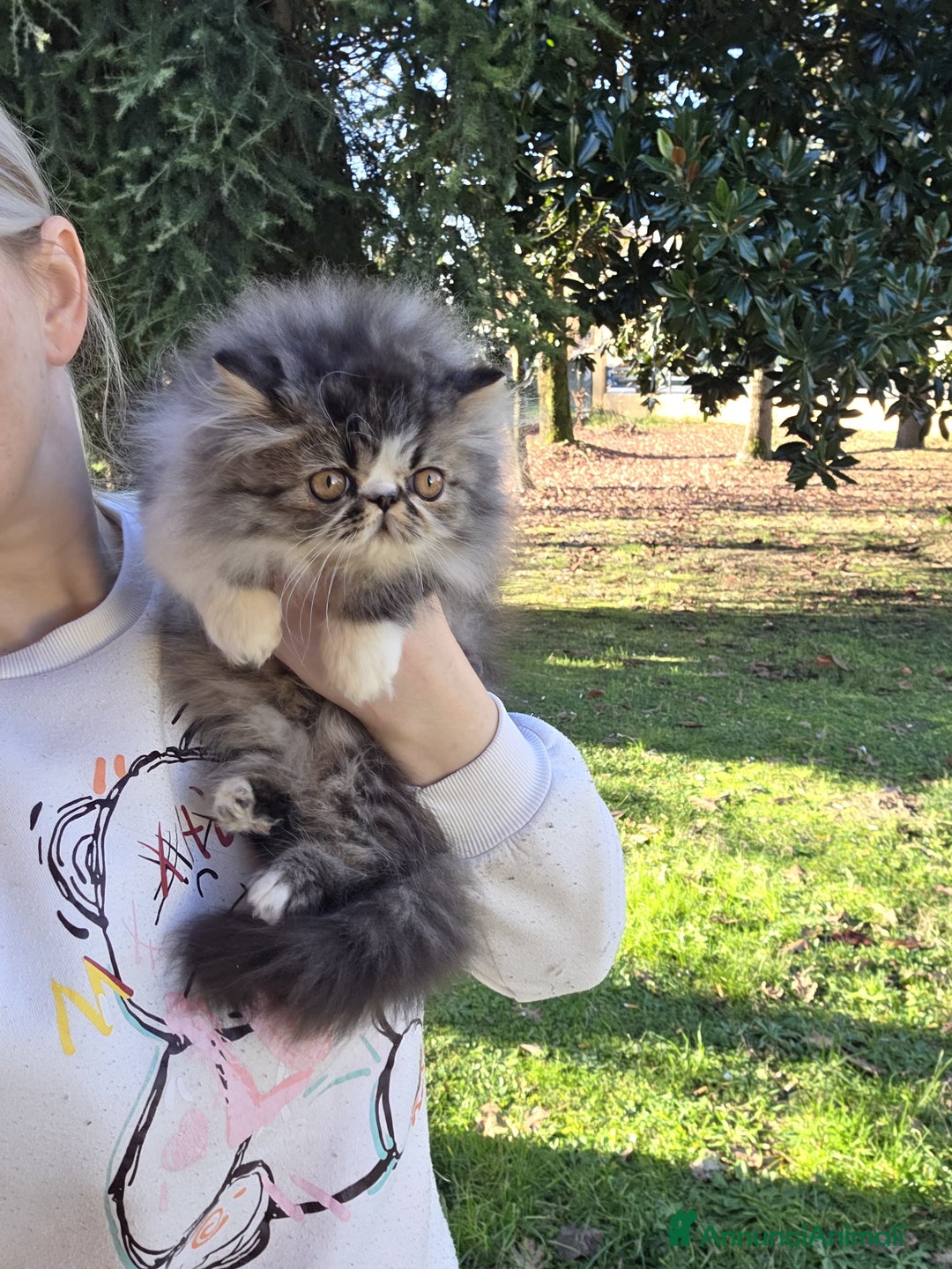 Persiano gatti in vendita: Cucciolo persiano  - Annuncio 3