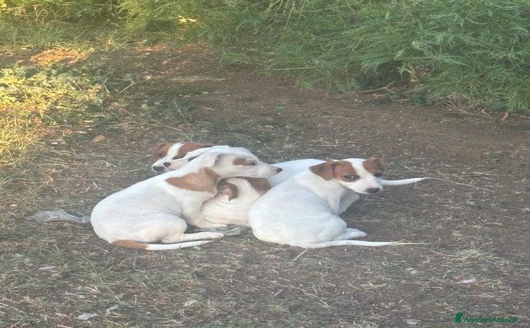 Jack Russell cani a Città metropolitana di Roma Capitale - Annuncio 6
