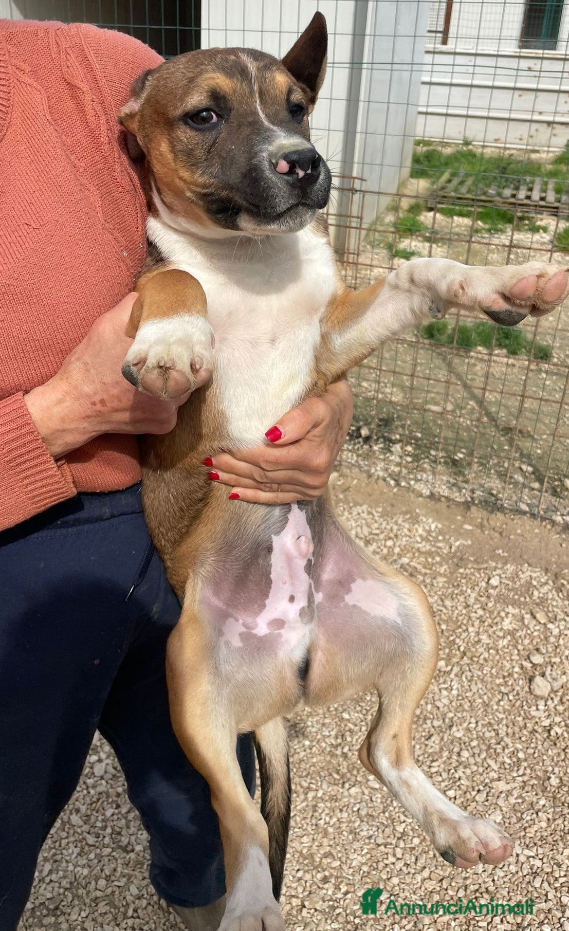 Meticcio cani ADORABILE MOLOSSINO - Annuncio 15