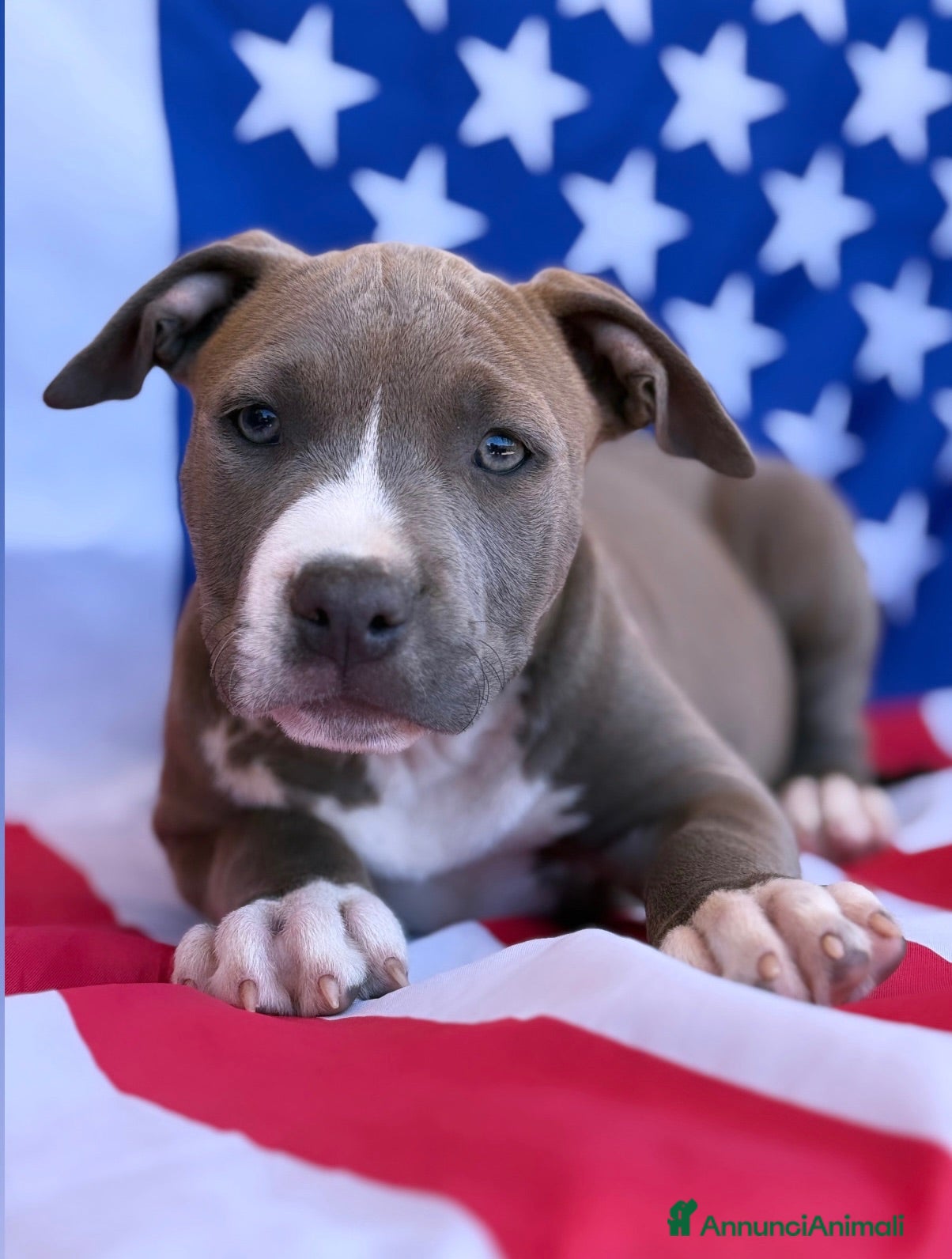 American Staffordshire cani Amstaff cuccioli blu - Annuncio 21