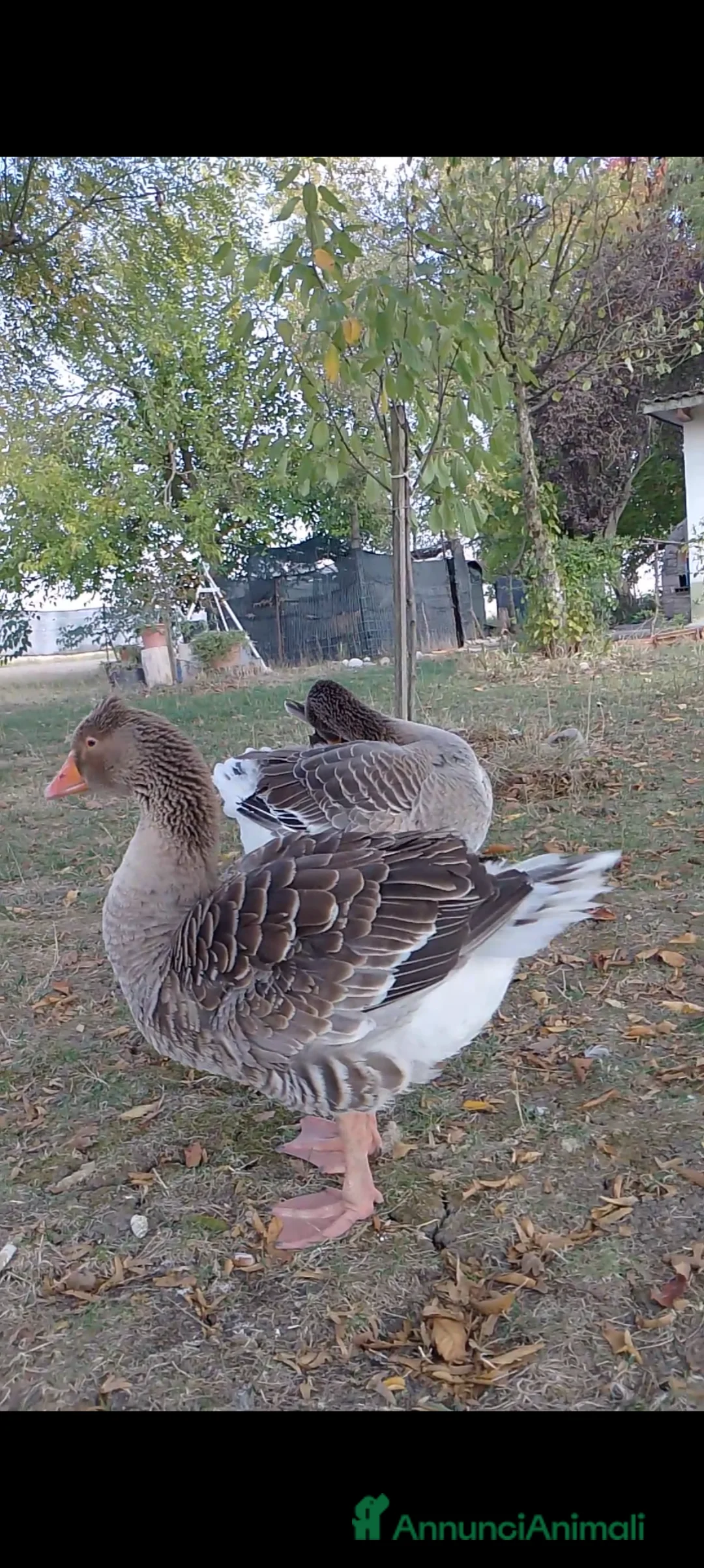Meticcio gatti in vendita: Anatra pulcini  - Annuncio 2