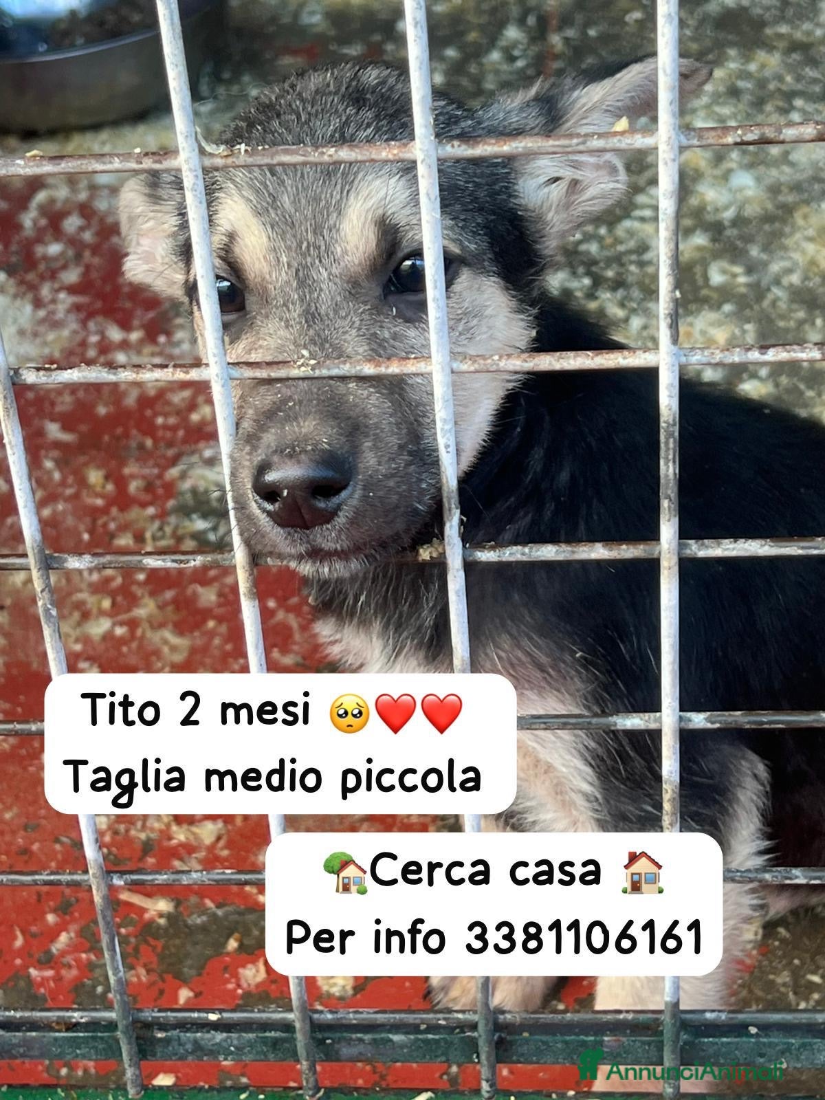 Meticcio cani Tito meraviglioso cucciolo taglia medio piccola  - Annuncio 15