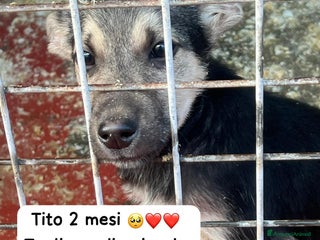 Meticcio cani Tito meraviglioso cucciolo taglia medio piccola - Annuncio 2