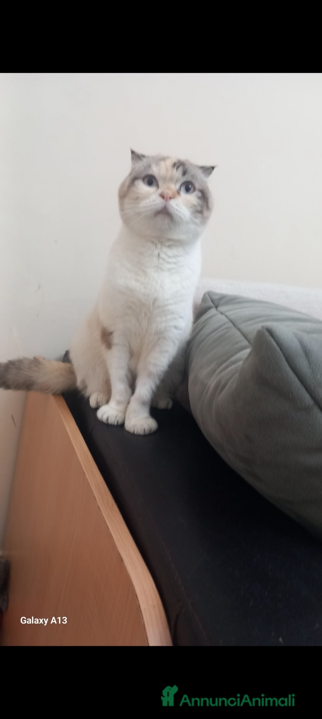 British gatti in vendita: Schottich Fold e Scottich Straight  - Annuncio 6