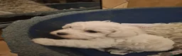 Maltese cani in vendita: Maltesi Toy cuccioli  - Annuncio 8