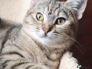 Europeo gatti LOLA DOLCISSIMA GATTINA - Annuncio 29