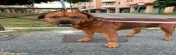 Altre razze cani in regalo: Cane tayson  a Provincia di Arezzo - Annuncio 2