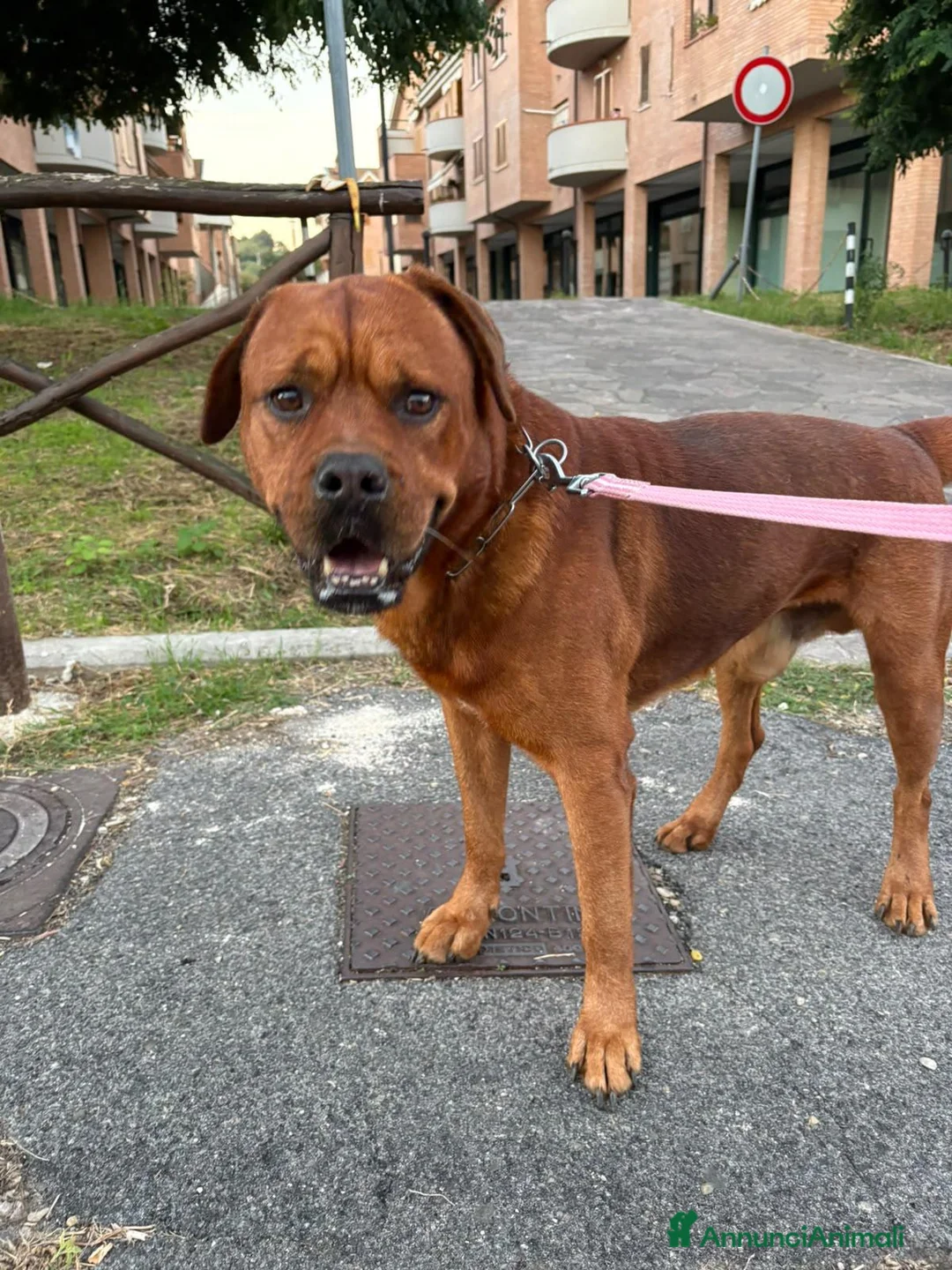 Altre razze cani in regalo: Cane tayson  a Provincia di Arezzo - Annuncio 2