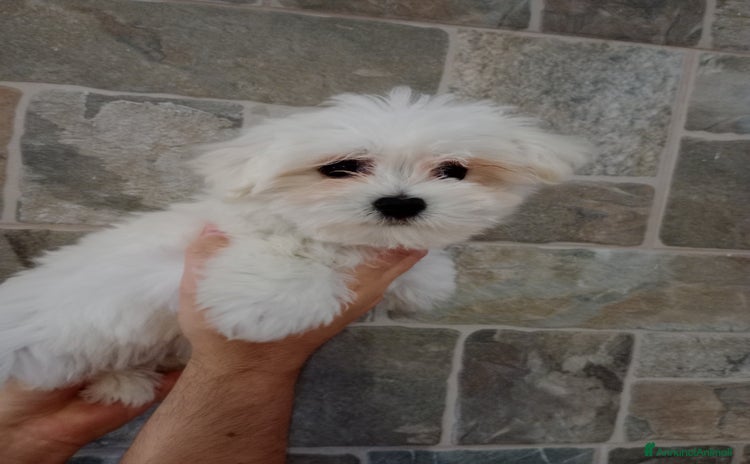 Maltese cani Cucciola Maltese  - Annuncio 2