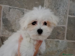 Maltese cani in vendita - Annuncio 1