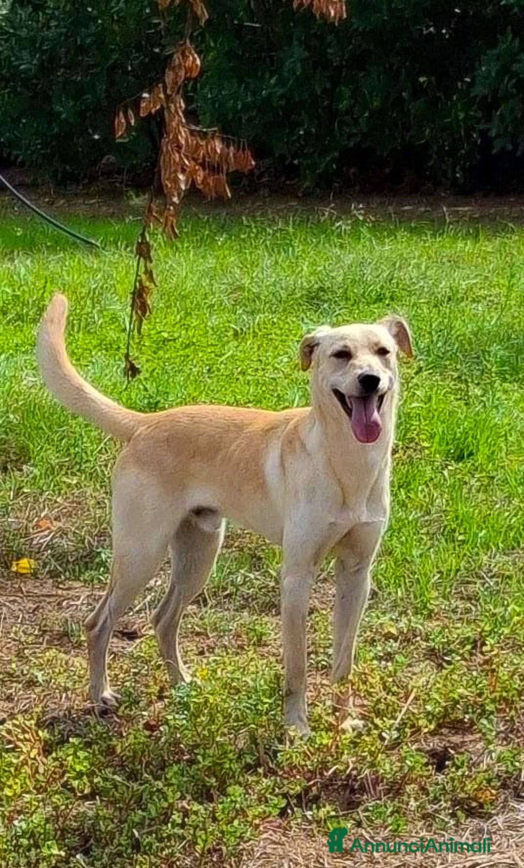 Meticcio cani in regalo: OLLY 💙 - cucciolo docile e coccolone cerca casa🥺 - Annuncio 6