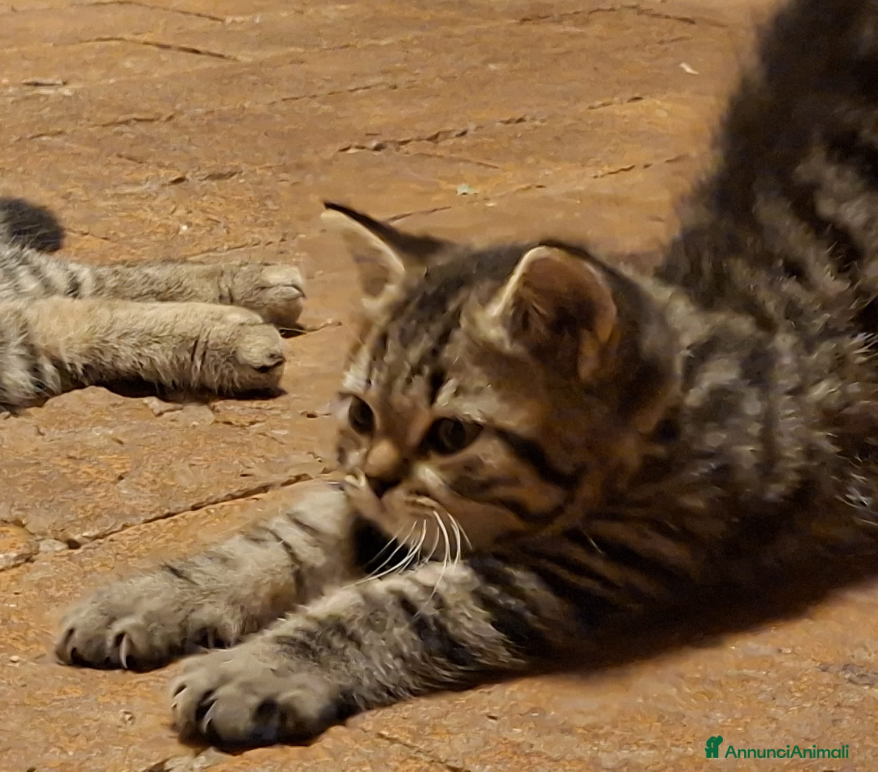 Scottish gatti due vivaci fratellini vogliono giocare con te - Annuncio 31
