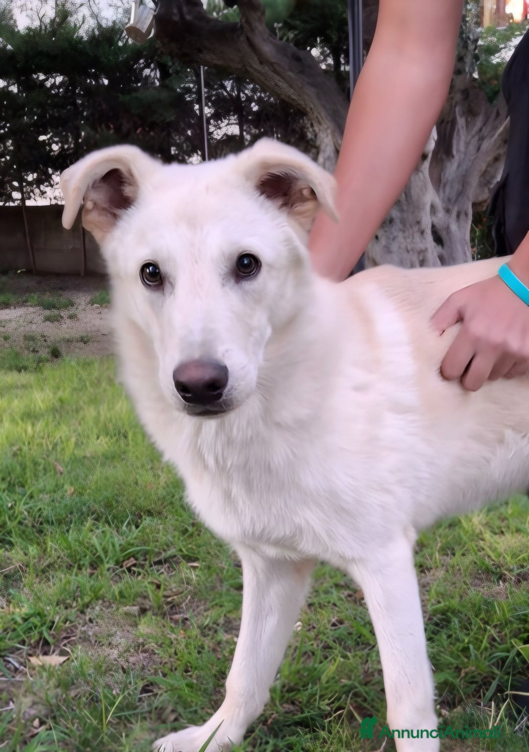 Altre razze cani in regalo: SID cucciolone di 7 mesi cerca casa ❤️ - Annuncio 7