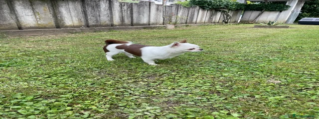 Sapobully