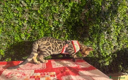 Bengala gatti in vendita: Cucciolo bengala brown spotted tabby  - Immagine 7